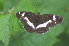 Obraz 1257